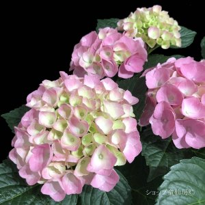 画像9: 庭のあじさい苗 【HBAセレーナ】3.5号