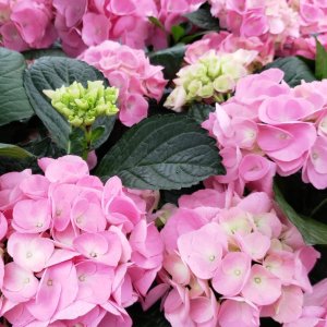 画像5: 庭のあじさい苗 【HBAセレーナ】3.5号