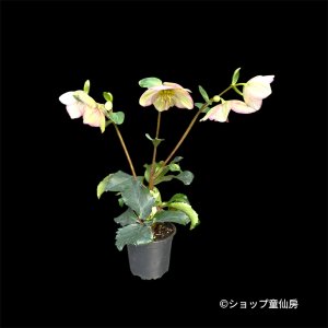 画像2: クリスマスローズ Ice N' roses 氷の薔薇ピコティー3.5号