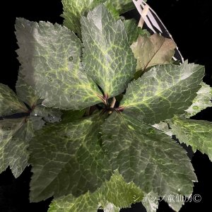 画像14: クリスマスローズ Ice N' roses 氷の薔薇メーガンマーブル4.5号