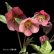 画像3: クリスマスローズ Ice N' roses 氷の薔薇ミンディーマーブル6号