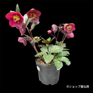 画像13: クリスマスローズ Ice N' roses 氷の薔薇メーガンマーブル4.5号