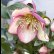 画像26: クリスマスローズ Ice N' roses 氷の薔薇マリーマーブル4.5号