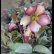 画像17: クリスマスローズ Ice N' roses 氷の薔薇ダークピコティー6号