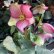 画像25: クリスマスローズ Ice N' roses 氷の薔薇ロサド6号