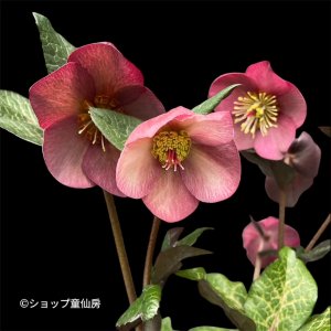 画像2: クリスマスローズ Ice N' roses 氷の薔薇ミンディーマーブル4.5号