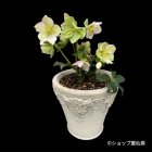 参考画像2: グラスファイバー鉢・ヴィサージュオウルベーシックS・アイボリー　