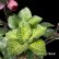 画像12: クリスマスローズ Ice N' roses 氷の薔薇メーガンマーブル6号