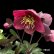 画像4: クリスマスローズ Ice N' roses 氷の薔薇メーガンマーブル4.5号