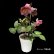 画像20: クリスマスローズ Ice N' roses 氷の薔薇ミンディーマーブル4.5号