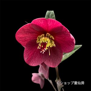 画像2: クリスマスローズ Ice N' roses 氷の薔薇メーガンマーブル6号