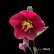 画像2: クリスマスローズ<br>Ice N' roses 氷の薔薇メーガンマーブル6号 (2)