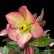画像24: クリスマスローズ Ice N' roses 氷の薔薇マリーマーブル6号
