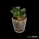 ユーフォルビア・フランコイシーC　鉢植え