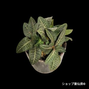 画像3: ユーフォルビア・フランコイシーA　鉢植え