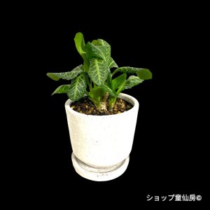 画像2: ユーフォルビア・フランコイシーD　鉢植え