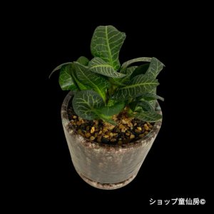 画像2: ユーフォルビア・フランコイシーC　鉢植え