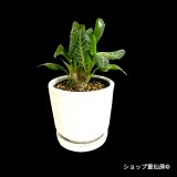 ユーフォルビア・フランコイシーD　鉢植え