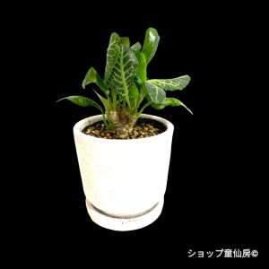 画像1: ユーフォルビア・フランコイシーD　鉢植え