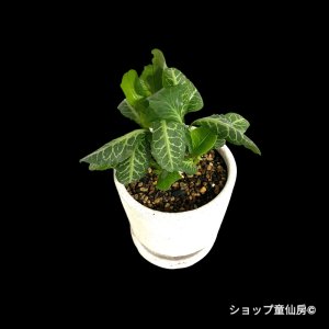 画像3: ユーフォルビア・フランコイシーD　鉢植え