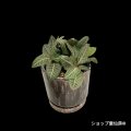 ユーフォルビア・フランコイシーA　鉢植え