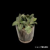 ユーフォルビア・フランコイシーA　鉢植え