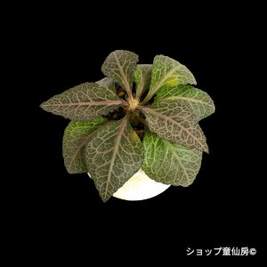 画像2: ユーフォルビア・フランコイシーB  鉢植え