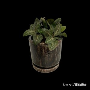 画像2: ユーフォルビア・フランコイシーA　鉢植え