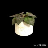 ユーフォルビア・フランコイシーB  鉢植え