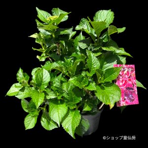 ５月上旬