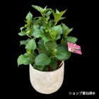 参考画像1: 庭のあじさい苗 【HBAレッドビューティー】5号