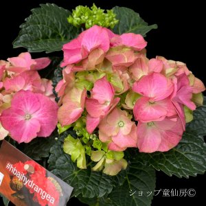 画像8: 庭のあじさい苗 【HBAデュロ】5号