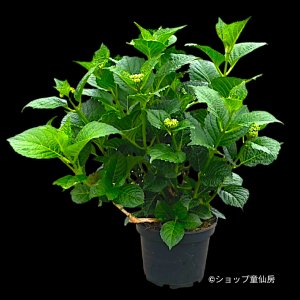 ５月中旬