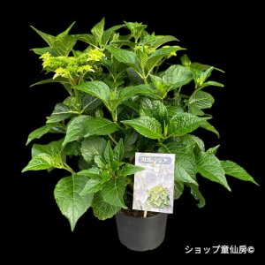 画像2: 庭のあじさい苗 【HBAフロレンシア】5号