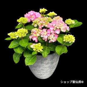 画像2: 四季咲【HBAディヴァフィオーレ・ローズ】大鉢植え