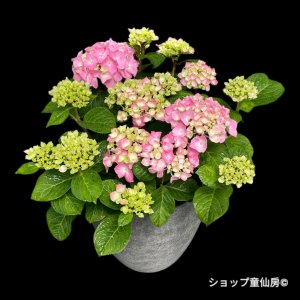画像8: 四季咲【HBAディヴァフィオーレ・ローズ】大鉢植え