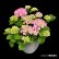 画像7: 四季咲【HBAディヴァフィオーレ・ローズ】大鉢植え
