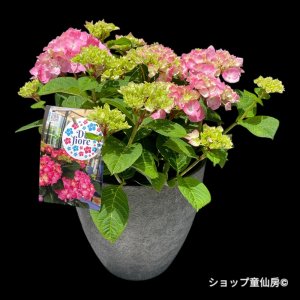 画像10: 四季咲【HBAディヴァフィオーレ・ローズ】大鉢植え