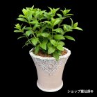 参考画像3: 庭のあじさい苗 【HBAパニキュラータ】パノラマ6号