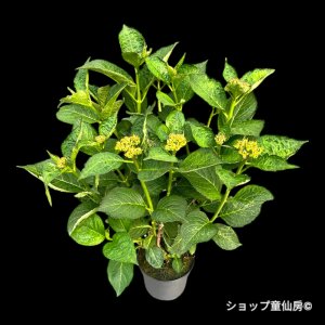 画像2: 庭のあじさい苗 【HBAマリーアントワネット】5号