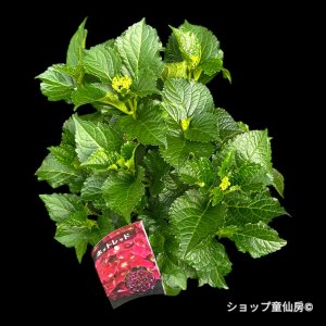 5月中旬