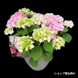 四季咲【HBAディヴァフィオーレ・ローズ】大鉢植え