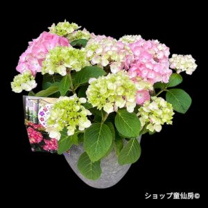 画像1: 四季咲【HBAディヴァフィオーレ・ローズ】大鉢植え