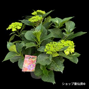 6月上旬