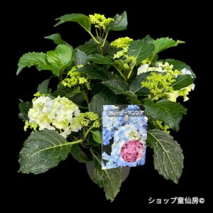 画像2: 庭のあじさい苗 【HBAクレージーテンシア】5号