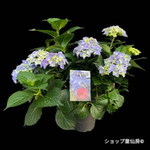 6月上旬