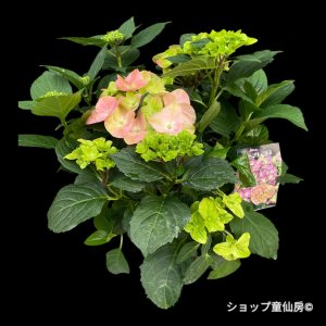 6月上旬