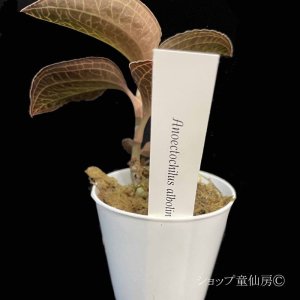 画像3: ジュエルオーキット　 アルボリネアータスC　 2号