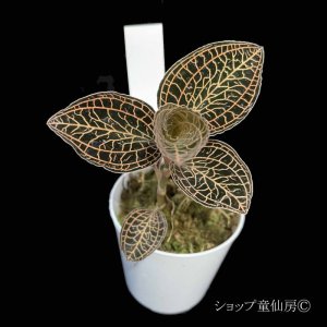 画像2: ジュエルオーキット　 アルボリネアータスC　 2号