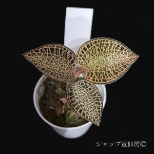 画像4: ジュエルオーキット　 アルボリネアータスC　 2号